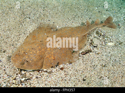 Ange de l'Est (Requin Squatina albipunctata) première photographies sous-marines de cette espèce. Banque D'Images