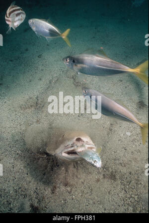 Ange australienne (Requin Squatina australis) se nourrissant de poissons. Banque D'Images