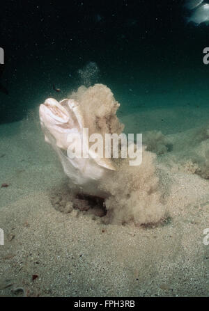 Ange australienne (Requin Squatina australis) se nourrissant de poissons. Banque D'Images