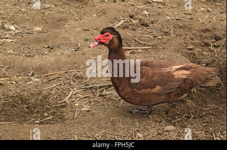 Le canard musqué. Le maintien de canards musqués dans un ménage. Banque D'Images