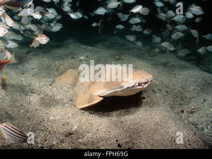 Ange australienne (Requin Squatina australis) avec des poissons. Banque D'Images