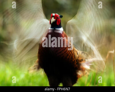 Beau mâle Faisan de Colchide (Phasianus colchicus) qui chantent en bois naturel. Banque D'Images