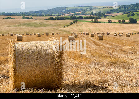 Les balles de foin scène paysage avec premier plan et la distance des balles de foin sur les champs cultivés dans la région de soleil d'été. Le format paysage. Banque D'Images