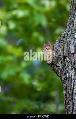 Vadnais Heights, Minnesota. John H. Allison forêt. Écureuil roux, Tamiasciurus hudsonicus. Banque D'Images