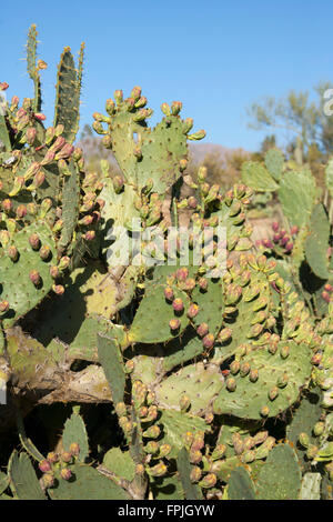 Texas FIGUIER DE BARBARIE OPUNTIA engelmannii var. lindheimeri Texas, United States Octobre 2007 Cactaceae Banque D'Images