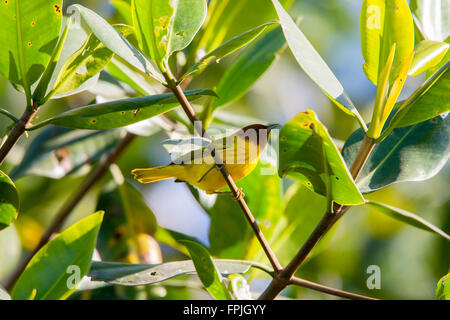 Paruline jaune Setophaga petechia erithachorides, San Blas Nayarit, Mexique 20 Janvier homme adulte Parulidae Banque D'Images