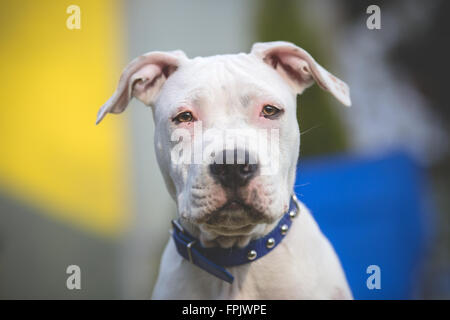 American Staffordshire Terrier jeune chien portrait Banque D'Images