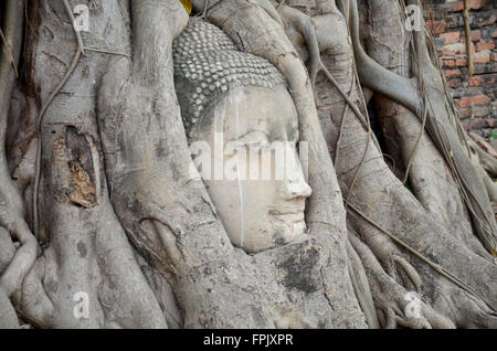 Tête de Bouddha en pierre dans l'arborescence racine de Wat Mahathat à Ayutthaya, Thaïlande Banque D'Images
