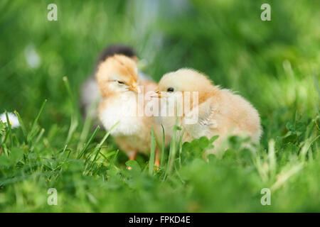 Les poulets domestiques, Gallus gallus domesticus, poussins, pré, side view, Comité permanent Banque D'Images