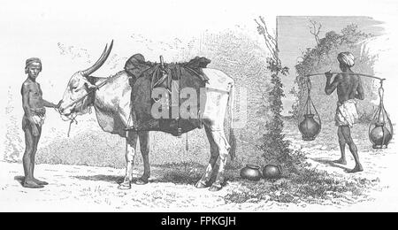 Inde : Himalaya : Baggage-Animal, l'Inde, l'ancien 1880 Banque D'Images