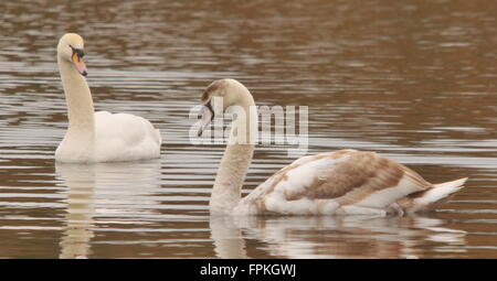 Swan et sceau Banque D'Images