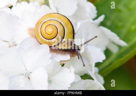 White-labiés, escargot Cepaea hortensis, sur l'hydrangea blossom Banque D'Images