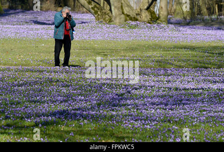 Husum, Allemagne. Mar 17, 2016. Les crocus fleurissent dans le parc du château de Husum, Allemagne, 17 mars 2016. Environ quatre millions de Crocus transformer le parc en une mer de fleurs violettes. Ce week-end, le crocus festival est célébré à Husum. PHOTO : CARSTEN REHDER/dpa/Alamy Live News Banque D'Images