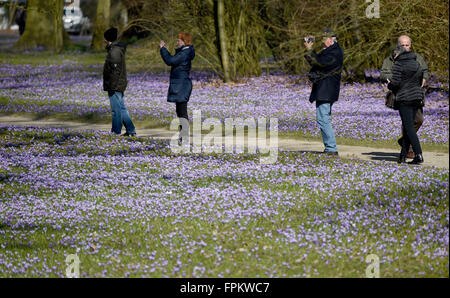 Husum, Allemagne. Mar 17, 2016. Les crocus fleurissent dans le parc du château de Husum, Allemagne, 17 mars 2016. Environ quatre millions de Crocus transformer le parc en une mer de fleurs violettes. Ce week-end, le crocus festival est célébré à Husum. PHOTO : CARSTEN REHDER/dpa/Alamy Live News Banque D'Images
