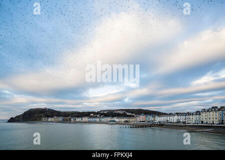 Pays de Galles Aberystwyth UK, le samedi 19 mars 2016 UK weather : La soirée de l'apparence murmuration urbaine d'étourneaux à Aberystwyth comme vu de la jetée et à la recherche vers le front de mer de cette station balnéaire populaire dans la baie de Cardigan. Crédit : Philip Jones/Alamy Live News Banque D'Images