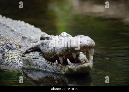 Close-up gros crocodiles dans l'eau. Le Kenya, l'Afrca Banque D'Images