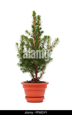 Petit sapin en pot en céramique sur fond blanc Banque D'Images