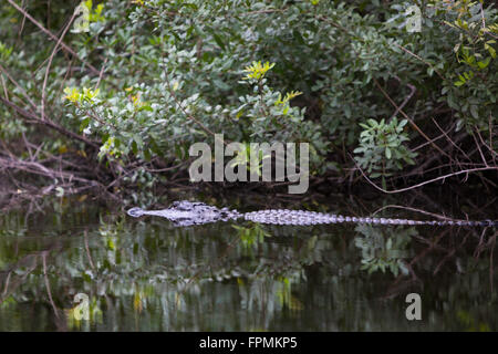 Alligator Alligator mississippiensis (submergées) à la maison dans le parc national des Everglades, Florida, USA Banque D'Images