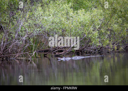 Alligator Alligator mississippiensis (submergées) à la maison dans le parc national des Everglades, Florida, USA Banque D'Images