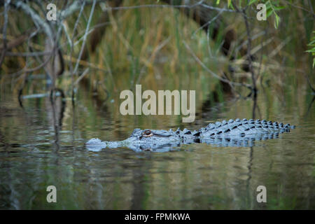 Alligator Alligator mississippiensis (submergées) à la maison dans le parc national des Everglades, Florida, USA Banque D'Images