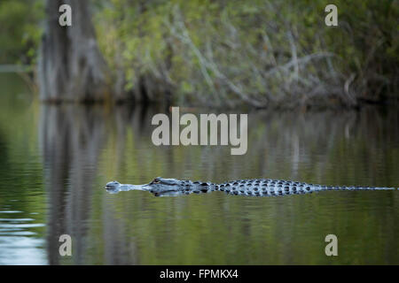 Alligator Alligator mississippiensis (submergées) à la maison dans le parc national des Everglades, Florida, USA Banque D'Images