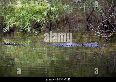 Alligator Alligator mississippiensis (submergées) à la maison dans le parc national des Everglades, Florida, USA Banque D'Images