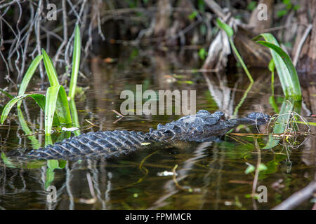 Alligator Alligator mississippiensis (submergées) à la maison dans le parc national des Everglades, Florida, USA Banque D'Images