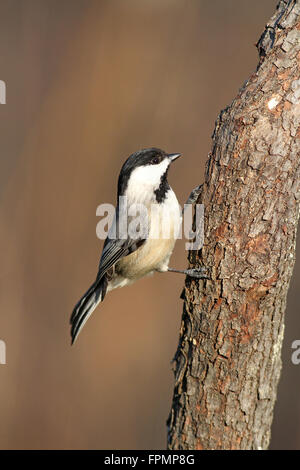 Carolina chickadee en hiver Banque D'Images