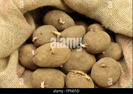 Les plants de pommes de terre dans un sac en toile de jute prêt pour les semis de printemps, maincrop variété blanche 'Picasso'. Banque D'Images