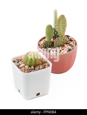 Cactus en pot dans un très joli bébé isolé sur fond blanc Banque D'Images