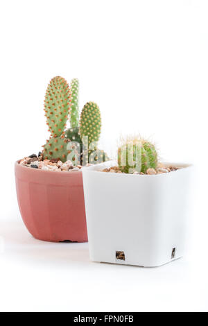 Cactus en pot dans un très joli bébé isolé sur fond blanc Banque D'Images