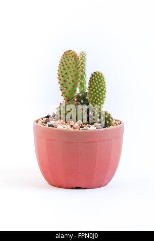 Cactus en pot dans un très joli bébé isolé sur fond blanc Banque D'Images