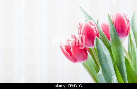 Carte postale avec de vieux papier peint fond et de belles tulipes rouges Banque D'Images