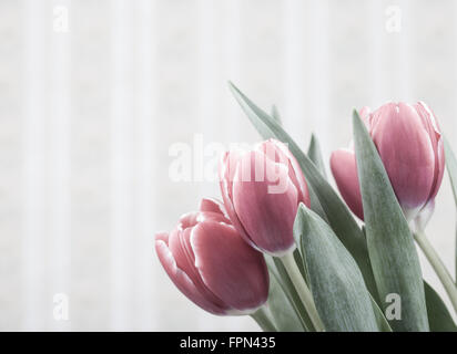 Fleurs de tulipe sur fond vintage Banque D'Images