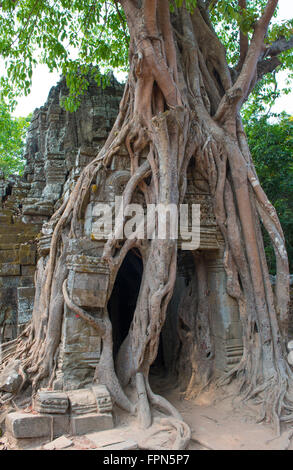 Figuier spectaculaire, Ficus religiosa, le Gopura est écrasante complètement à côté d'une tour dans Ta Som, Cambodge Banque D'Images