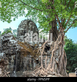 Figuier spectaculaire, Ficus religiosa, le Gopura est écrasante complètement à côté d'une tour dans Ta Som, Cambodge Banque D'Images