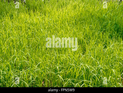 Les plants de riz vert jaune vif dans un champ au Cambodge près de Banteay Srei, Cambodge. Banque D'Images