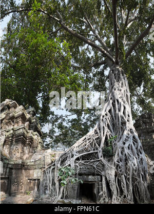 Grand arbre de banian ou strangler fig, croissante au cours de la 12e siècle Ta Prohm Temple, Cambodge, construit par le roi Jayavarman VII Banque D'Images