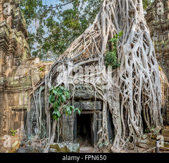 Grand arbre de banian ou strangler fig, croissante au cours de la 12e siècle Ta Prohm Temple, Cambodge, construit par le roi Jayavarman VII Banque D'Images