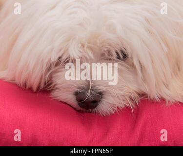 Portrait d'un jeune arbre chien maltais à la marre sur un coussin rouge vif Banque D'Images