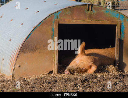 Large White adultes cochon dans l'embrasure d'une plage libre de dormir dans le refuge d'hiver relativement chaude en février dans le soleil Banque D'Images