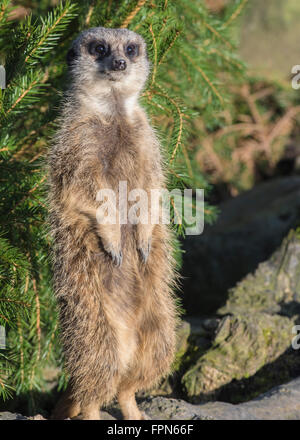 Meerkat captif debout pour attraper le plus sunhine que possible par une froide après-midi de février. C'est la position de sentinelle Banque D'Images