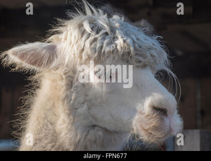 Portrait d'un livre blanc de l'Alpaga, Vigogne pacos, un animal domestiqué des Andes. Les cheveux de l'alpaga est largement utilisé en haute q Banque D'Images