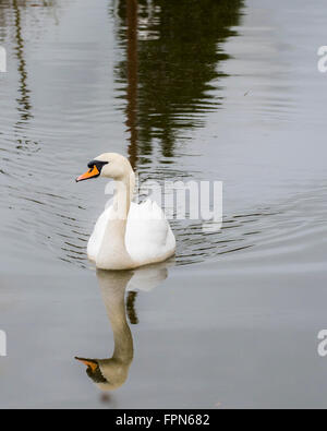 Seule la natation swan sur un canal dans le Nord de l'Angleterre avec un reflet de la tête et du cou dans le miroir comme surface de l'eau Banque D'Images