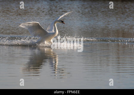 Cygne muet l'atterrissage sur un lac Banque D'Images