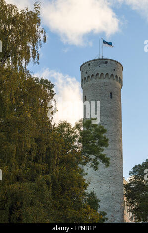 Pikk Hermann ou Grand Hermann est un tour du château de Toompea, Tallinn, Estonie. Le drapeau national est relevé. Banque D'Images