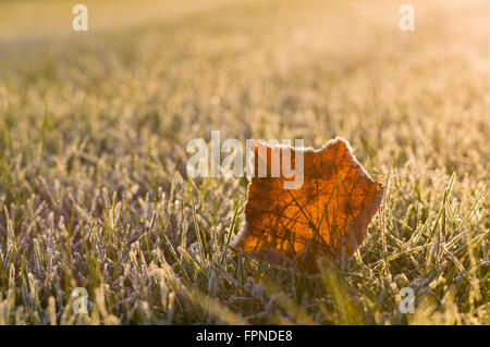 Feuille de gelée sur l'herbe du matin contre la hausse du soleil Banque D'Images