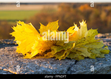 Guirlande de feuilles d'automne de l'érable sur la surface de pierre dans la lumière au coucher du soleil Banque D'Images