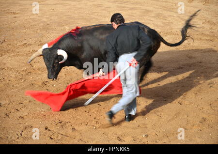 Au cours de Toreador corrida show en Fontanar, Espagne. Banque D'Images