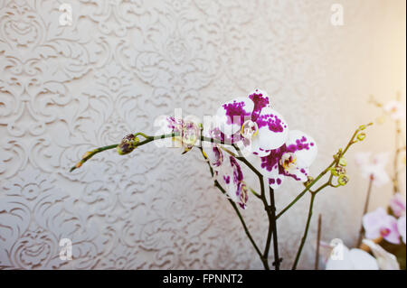 Phalaenopsis orchidée fleurs multicolores sur vanile texture background Banque D'Images